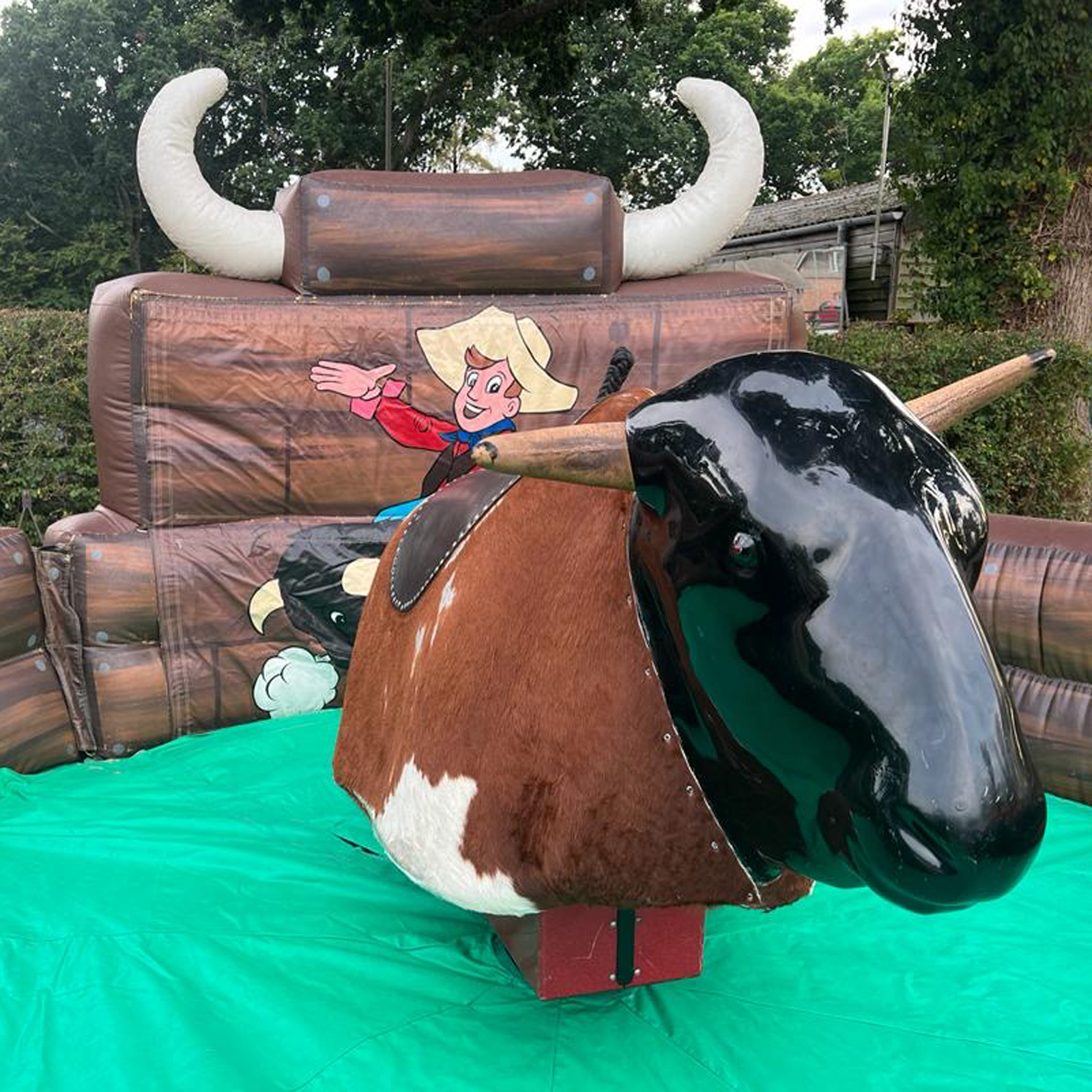 rodeo bull hire dorset